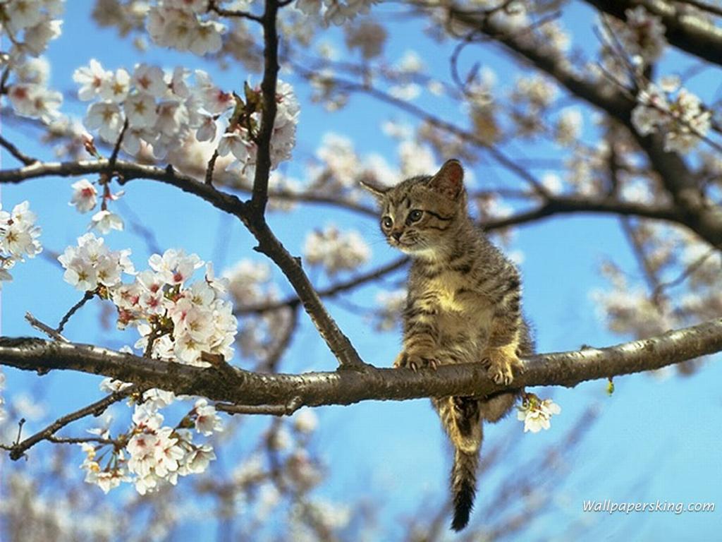 http://arctur-1.narod.ru/animals/Cats/images/157_2100.jpg