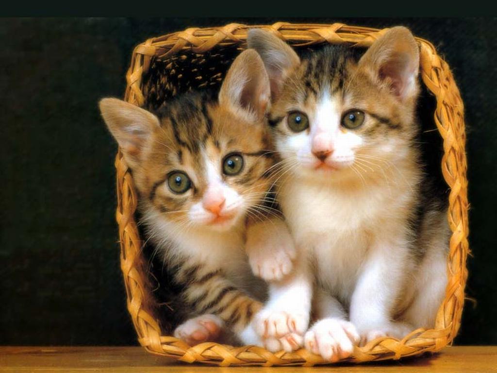 http://arctur-1.narod.ru/animals/Cats/images/336_1679.jpg